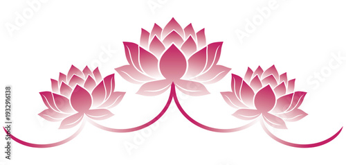 Three pink lotus flower vector illustration