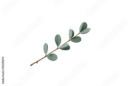 Eucalyptus branch with green leaves on transparent background, symbolizing nature, botanicals, and organic beauty