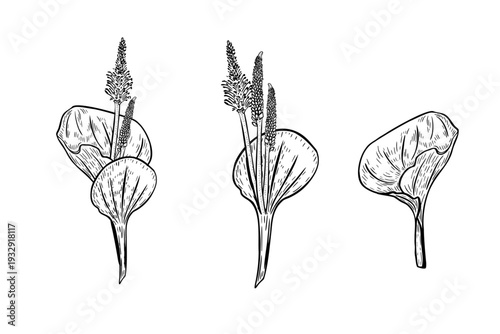 Plantain leaves and flowers botanical set outline vector drawing. Elements broadleaf wild plant for herb medicine illustration or nature design. Plantago black white painted engraved style.