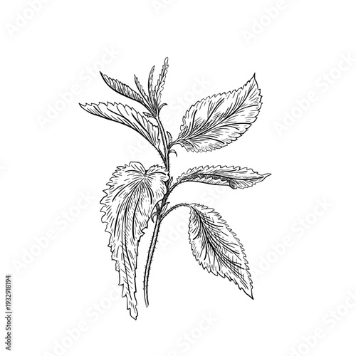 Black and white nettle plant outline vector drawing. Botanical illustration a medicinal stinging herb and wild forest ingredient. Hand drawn vector art for cosmetic packaging. Leaves on stem linear.