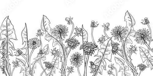 Dandelion field black white vector seamless border isolated white. Botanical monochrome spring nature drawing background. Wildflowers outline illustration repeat texture for summer graphic design.