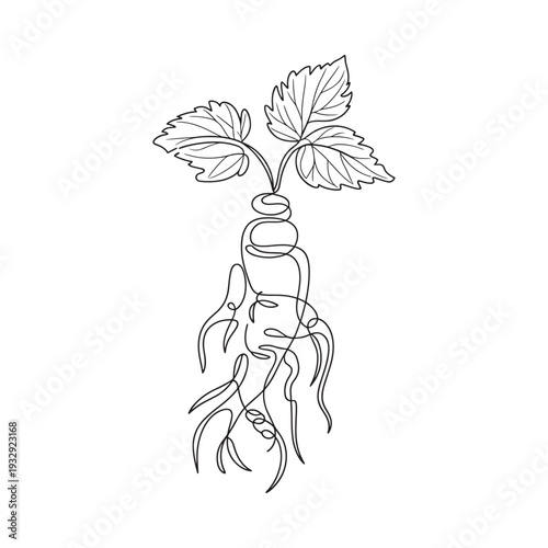 Detailed line art illustration of a ginseng root with leaves above