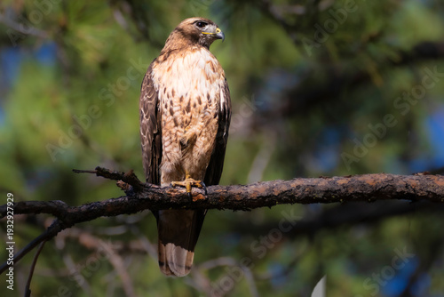 Red tailed hawk (Buteo jamaicensis) perched in a pine tree in Lassen County California, USA.