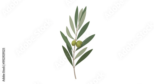 An olive branch with green leaves and two olives on a white background