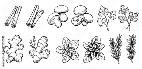 Hand-Drawn Vector Set of Culinary Herbs, Spices, and Mushrooms; Detailed Ink Sketches of Cinnamon Sticks, Ginger Root, Fresh Basil, Rosemary, Parsley, and Champignons for Organic Food Branding