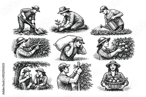 Vintage engraving style black and white vector illustration set of farmers planting, fertilizing and harvesting crops in rural agriculture scenes.