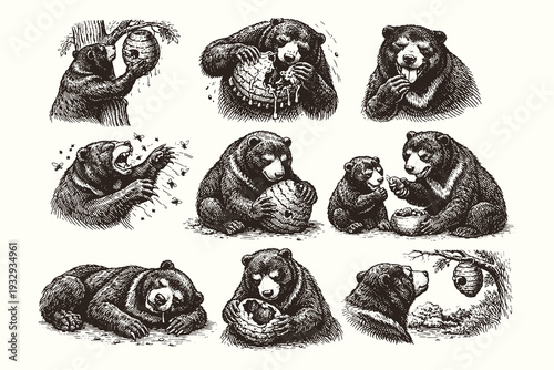 Vintage engraving line art vector illustration of bear with honeycomb and beehive, detailed black and white wildlife sketch