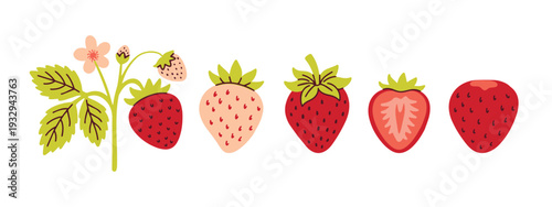 Horizontal border of various strawberry types including white pineberries and red berries on vine for web divider and washi tape stationery design
