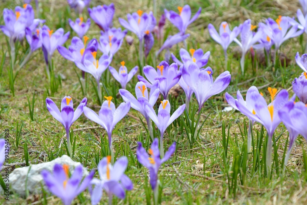 Fototapeta premium Wild crocus flowers blooming in Tatra mountains, Poland. Spring at Tatra National Park.