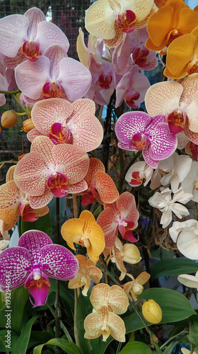 A vibrant, dense display of multicolored Phalaenopsis orchids in full bloom.