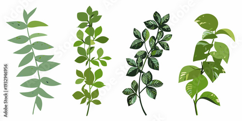 Four different green leaf branches arranged vertically on a white background