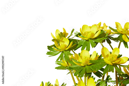 Eranthis hyemalis, yellow Winter aconite flower in spring isolated on white or transparent png