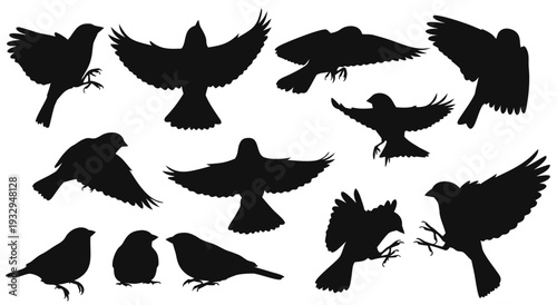 A collection of bird silhouettes, presented as a detailed vector illustration for diverse design applications and graphic projects