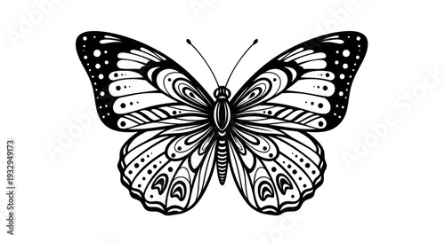 butterfly