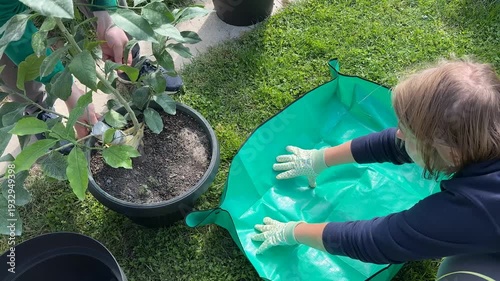 Woman gardening on lawn, spreading green tarp beside potted citrus tree, practical yard cleanup and soil work, calm outdoor home care mood, Earth Day theme