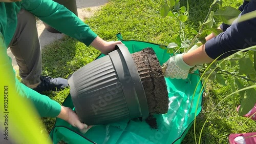 Gardener hands repotting a large plant in a plastic pot, outdoor lawn workspace with soil and gloves, practical home gardening task, spring Earth Day vibe