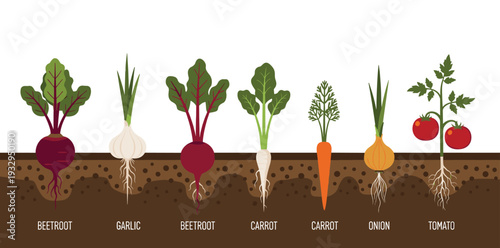 Vegetable growing stages vector illustration beetroot garlic carrot onion tomato plants underground garden diagram