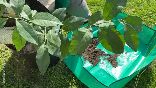 Leafy potted citrus tree beside a green fabric grow bag with potting soil spill, outdoor backyard gardening setup, sunny spring planting mood, Earth Day eco care