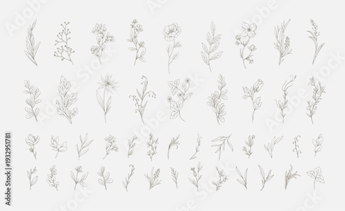 Set of hand drawn flowers and plants. Minimalist forms with elegant botanical elements for invitation, save the date card. Botanical rustic trendy greenery vector illustration