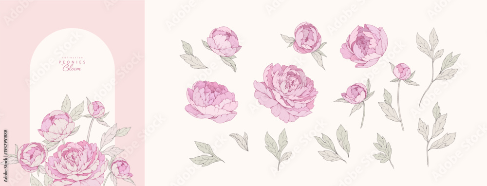 Naklejka premium Set of pink peonies, colorful flowers and brunch. Detailed botanic floral collection for Valentines day invitation, wallpaper art or save the date card. Botanical vector