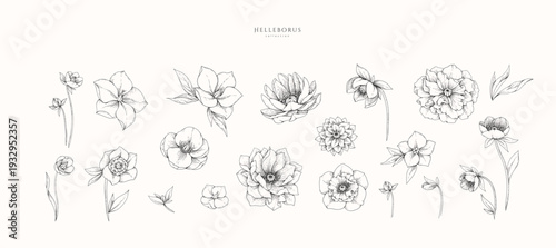 Set of hellebore flowers, leaves and brunch. Detailed hand drawn ink illustration floral elements for invitation, wallpaper art