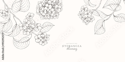 Blooming hydrangea. Spring background with flowers and brunch. Detailed botanic floral collection for Valentines day invitation, wallpaper