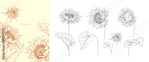 Set of sunflower blooming, flowers and leaves. Detailed hand drawn ink illustration with botanic floral elements for summer invitation, wallpaper art