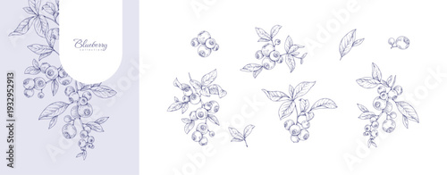 Set of blueberries, leaves and brunch. Detailed hand drawn ink illustration with botanic floral elements for invitation, wallpaper art or save the date