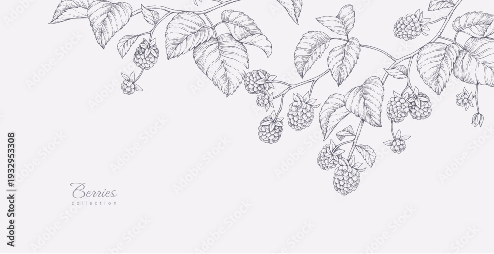 Obraz premium Background with blackberries or raspberries and brunch. Detailed hand drawn ink floral illustration for invitation, wallpaper art or save the date