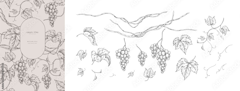 Naklejka premium Set of grapes, vine and leaves. Detailed hand drawn ink illustration with botanic elements for invitation, wallpaper art or wine