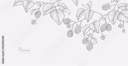 Background with blackberries or raspberries and brunch. Detailed hand drawn ink floral illustration for invitation, wallpaper art or save the date