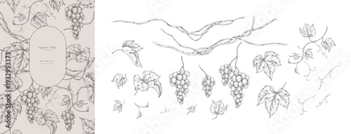 Set of grapes, vine and leaves. Detailed hand drawn ink illustration with botanic elements for invitation, wallpaper art or wine