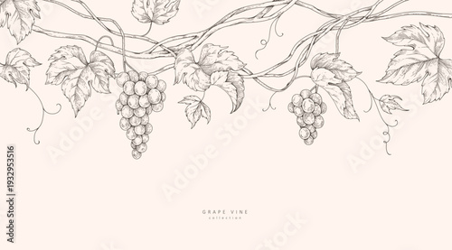 Background with grapes, vine and brunch. Detailed template layout design, brochure or cover for wine card, menu