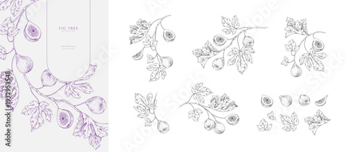Set of fig tree brunch and leaves. Detailed hand drawn ink illustration for template layout design, brochure or cover for food card