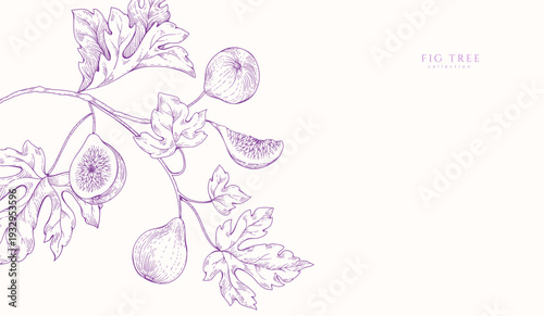 Background with fig tree brunch and leaves. Detailed hand drawn ink illustration for template layout design, brochure or cover for food card
