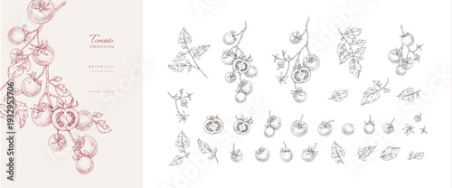 Set of tomatoes brunch and leaves. Detailed hand drawn ink illustration for template layout design, brochure or cover for food card
