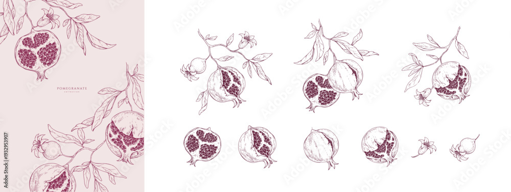 Naklejka premium Set of pomegranate brunch and leaves. Detailed hand drawn ink illustration for template layout design, brochure or cover for food card