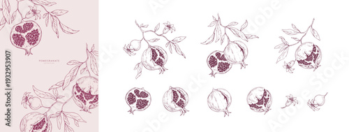 Set of pomegranate brunch and leaves. Detailed hand drawn ink illustration for template layout design, brochure or cover for food card