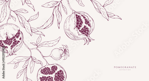 Background with pomegranate brunch and leaves. Detailed hand drawn ink illustration for template layout design, brochure or cover for food card