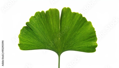 A vibrant, close-up shot of a single, bright green Ginkgo biloba leaf against a white backdrop
