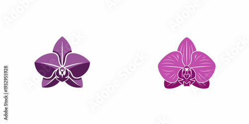 Two purple and pink orchid flowers isolated on white background, vector illustration