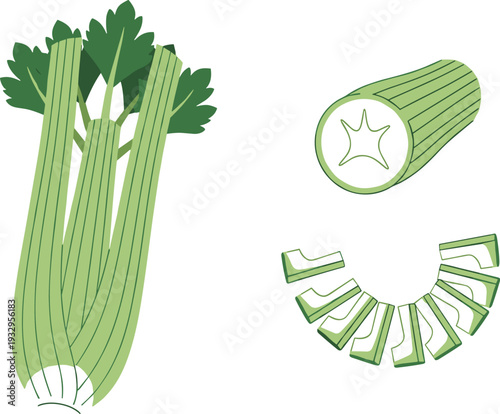 Celery vegetable illustration showing whole stalk, sliced pieces, and cross section isolated on white background for healthy food, cooking, and nutrition concepts