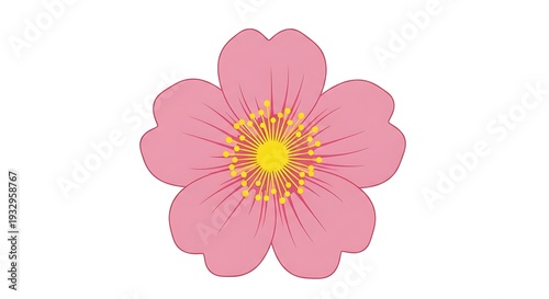 Elegant pink five-petal flower illustration, a simple spring bloom graphic