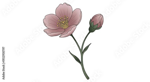 Gentle Pink Spring Flower Blossom and Bud Hand-Drawn Art