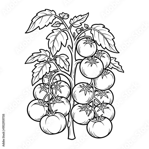 Hand-drawn illustration of a tomato plant laden with ripe fruit
