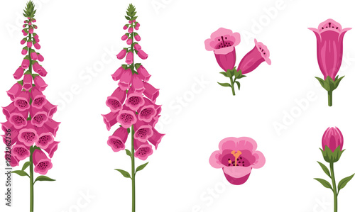 Pink Foxglove Flower Set with Digitalis Purpurea Tall Blooms, Bell Shaped Wildflowers, and Botanical Garden Floral Vector Design.