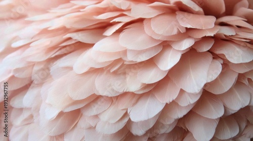 Details of soft pink feathers layered together on a surface