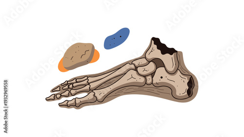 Detailed illustration of the human foot bone structure with surrounding soft tissue elements, representing anatomy and musculoskeletal health.