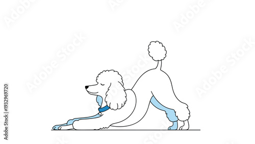 Elegant white poodle gracefully stretching in a downward dog yoga pose, showcasing flexibility and a playful spirit.