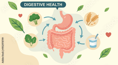 Human digestive system anatomy with healthy food icons. Vector illustration of digestive health, gut microbiome, and nutrition concept with broccoli, yogurt, grains, and leafy greens
